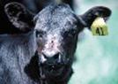 Picture of a calf with an ear tag