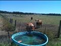 Picture of a cow at a watering trough